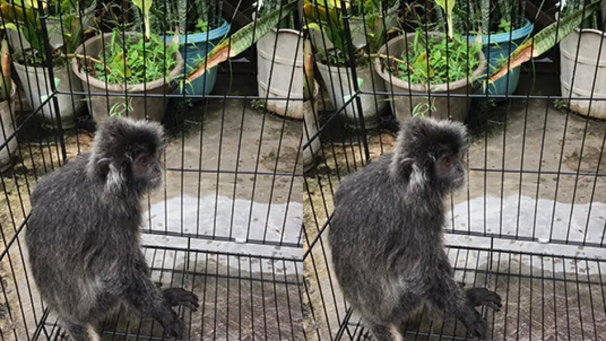 Seekor lutung hirangan ditemukan dalam kondisi lemah.WARGA