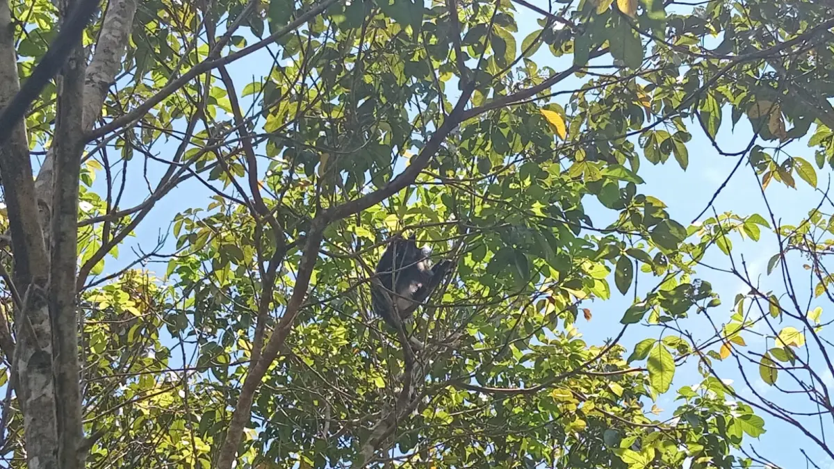 Lutung Abu-abu &nbsp;kembali ke hutan.BKSDA SAMPIT
