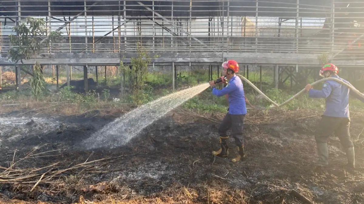 Pemadaman lahan terbakar akibat musim kemarau. BPBD KOTIM