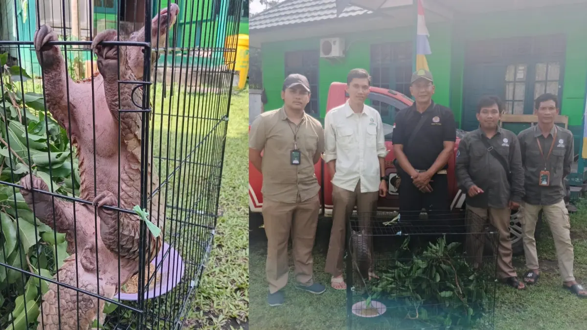 Penyerahan tenggiling oleh warga. KSDA SAMPIT
