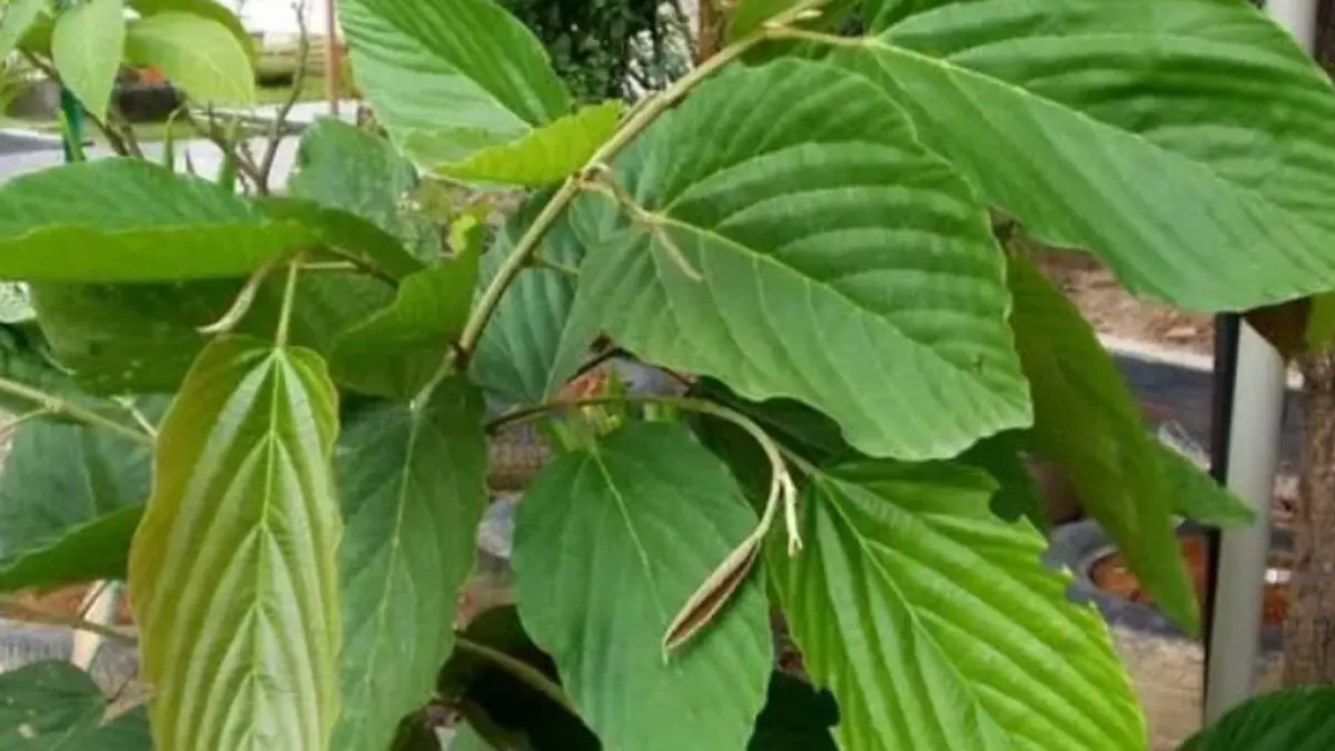Daun Apa Apa diteliti punya senyawa anti kanker