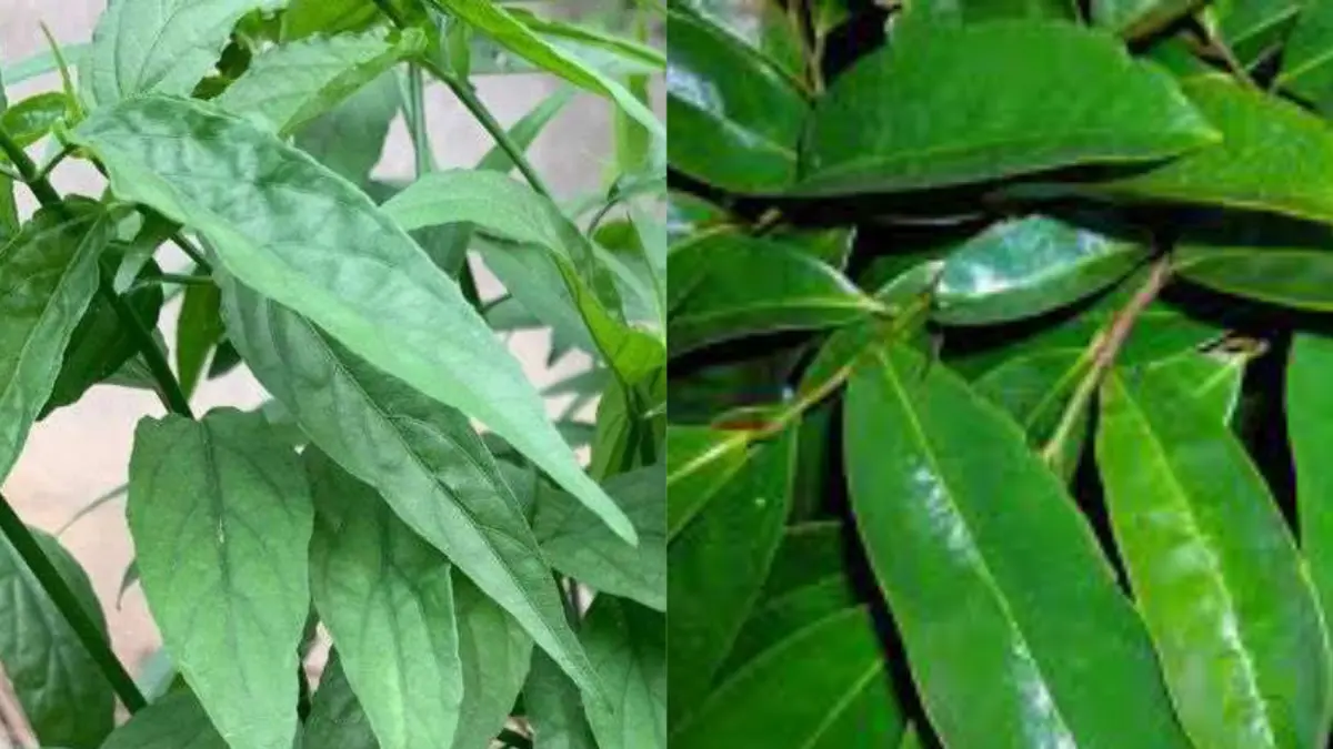 Daun belalai gajah dan daun sirsak dipecaya bisa menghambat sel kanker.