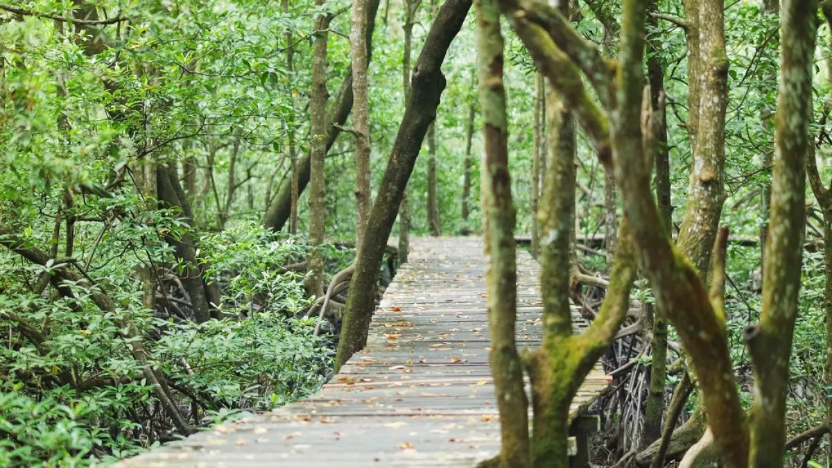 Hutan mangrove
