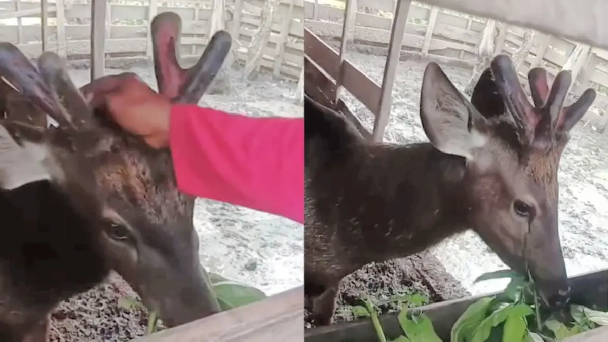 Rusa yang dipelihara warga di Sampit. Screenshootvideo