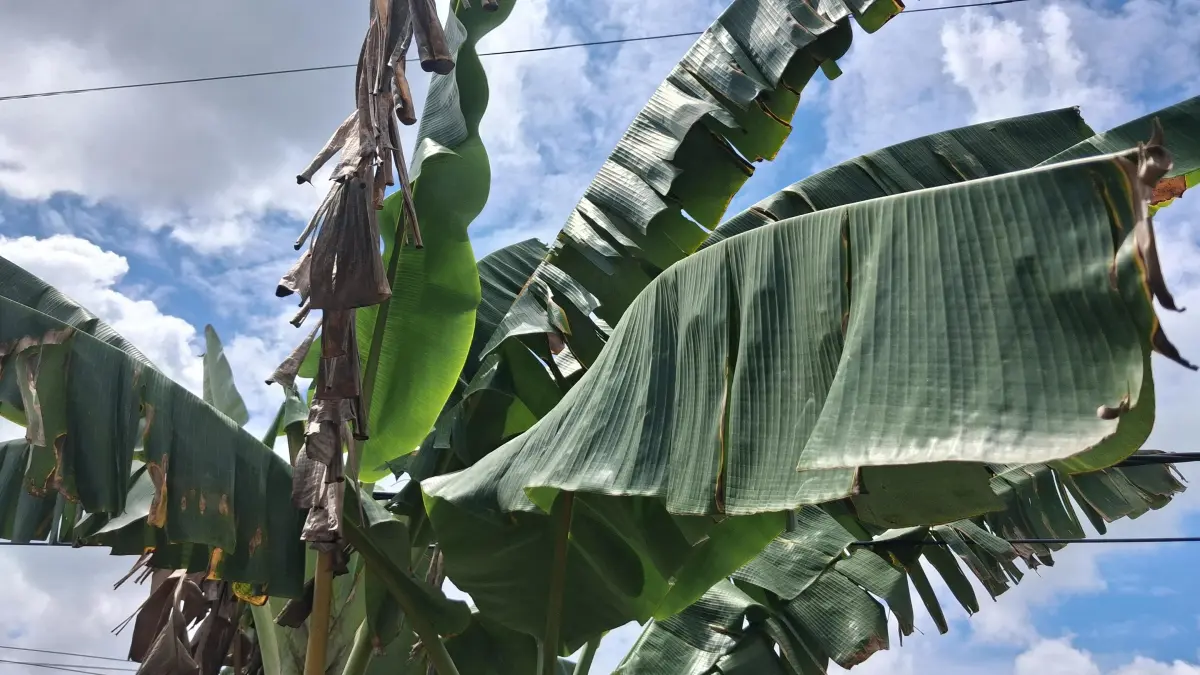 Daun pisang pengganti plastik.Agus Pramono/kaltengpos.jawapos.com