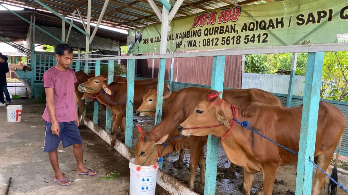 Pengusaha jual beli sapi di Sampit.Miftah/kaltengpos.jawapos.com