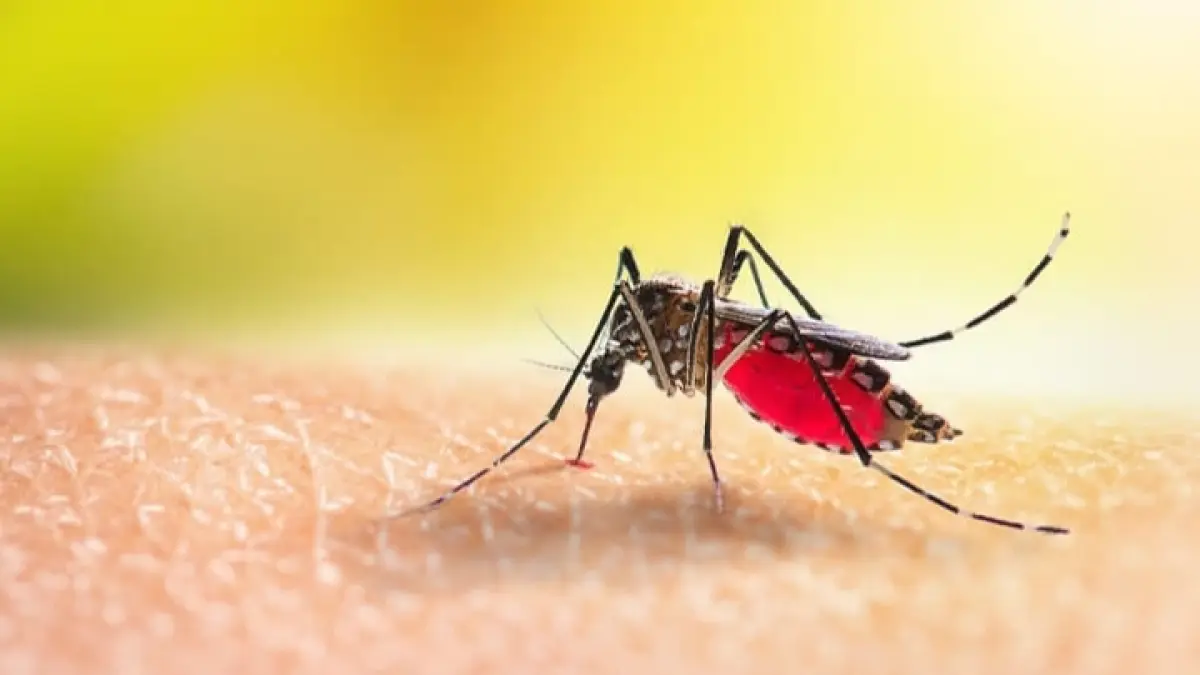 Ilustrasi malaria