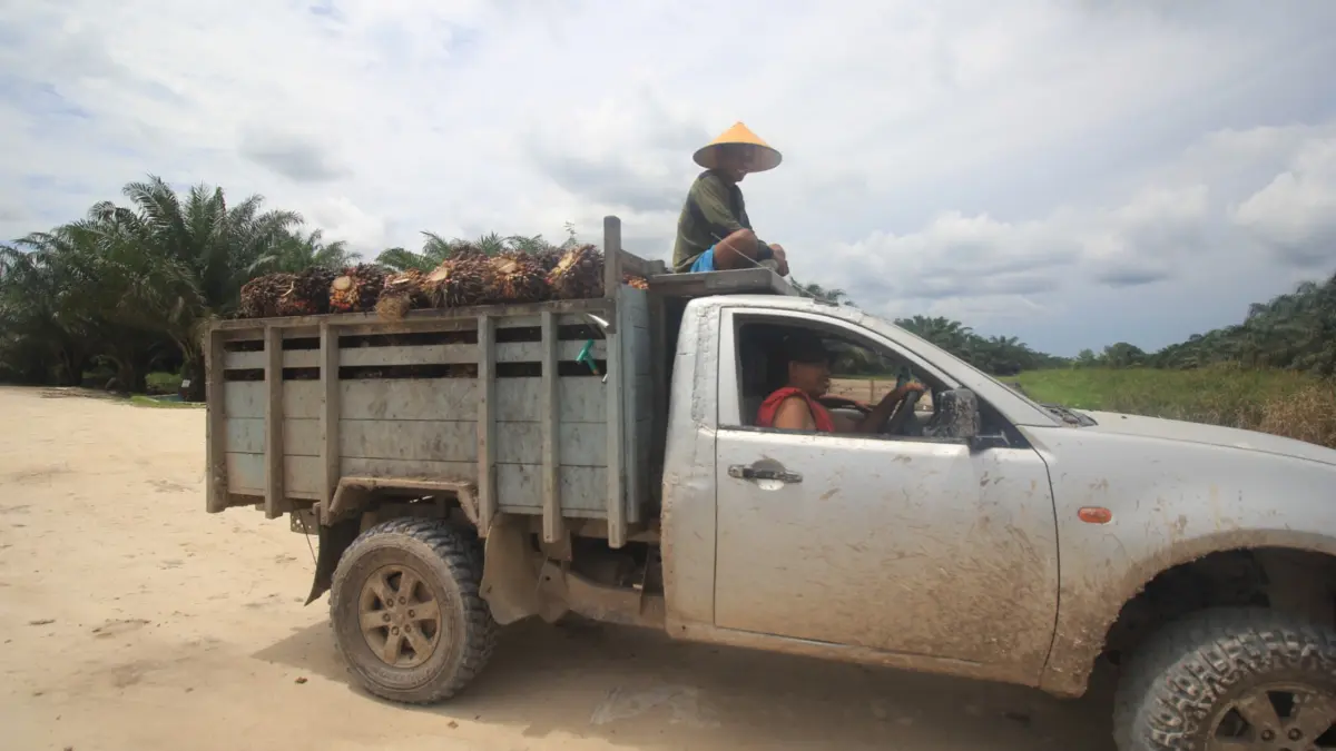 Indonesia sebagai produsen sawit terbesar di dunia.Dok Agus Pramono/kaltengpos.jawapos.com