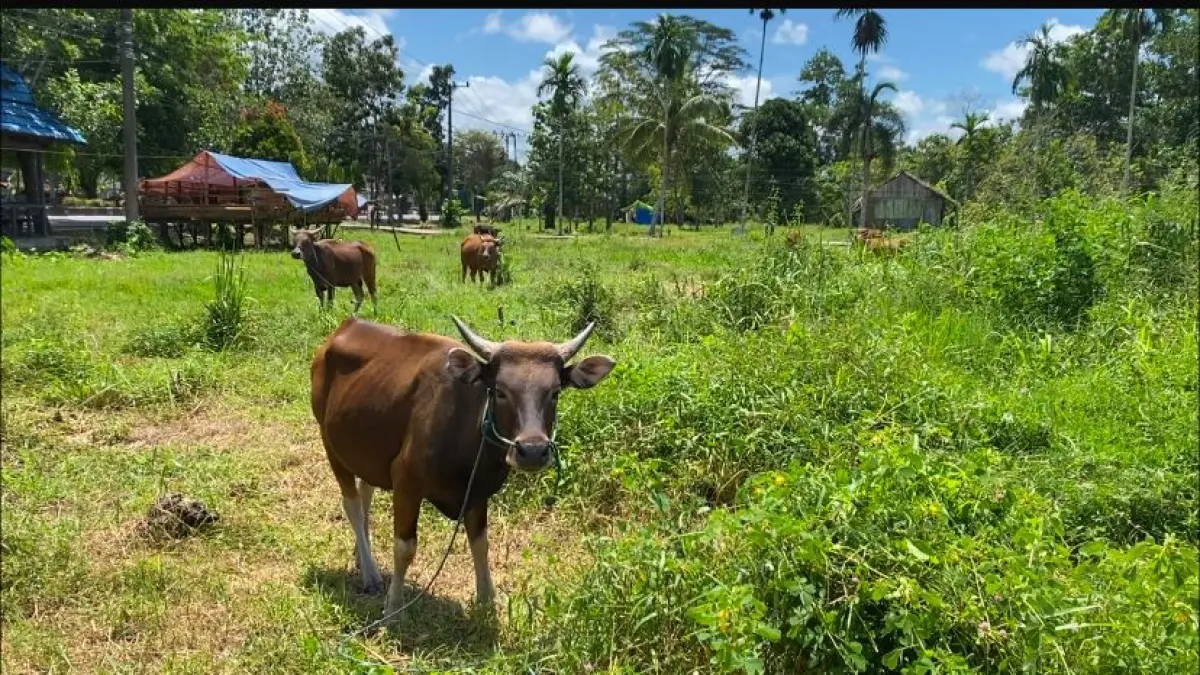 Harga hewan kurban di Sampit naik. Miftah/kaltengpos.jawapos.com