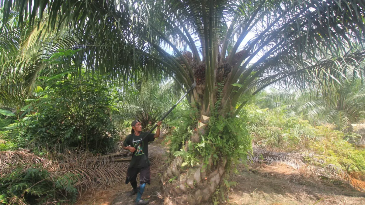 Perkebunan sawit di Kalteng.Agus Pramono/kaltengpos.jawapos.com