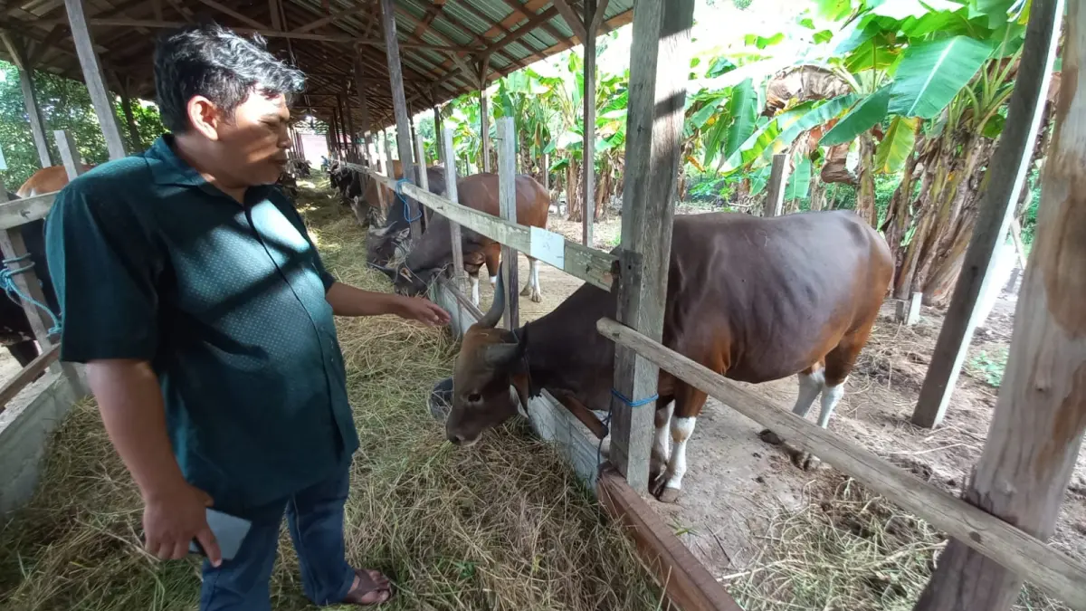 Lokasi penjualan sapi di Palangka Raya.Agus Pramono/kaltengpos.jawapos.com