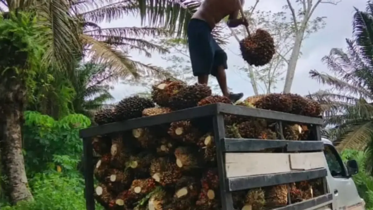 Pemanenan massal di area Gapoktan Bagendang Raya.