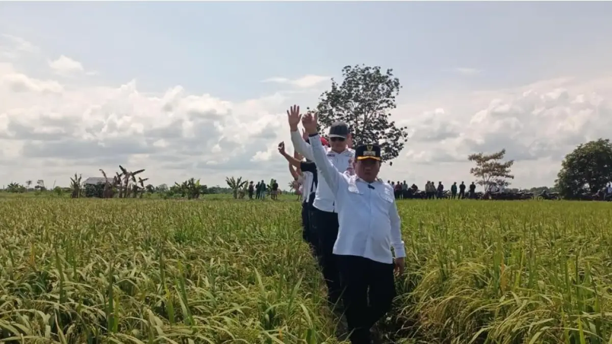 Sebagai kawasan lumbung padi, Kabupaten Kapuas terus memperluas lahan pertanian.Humas