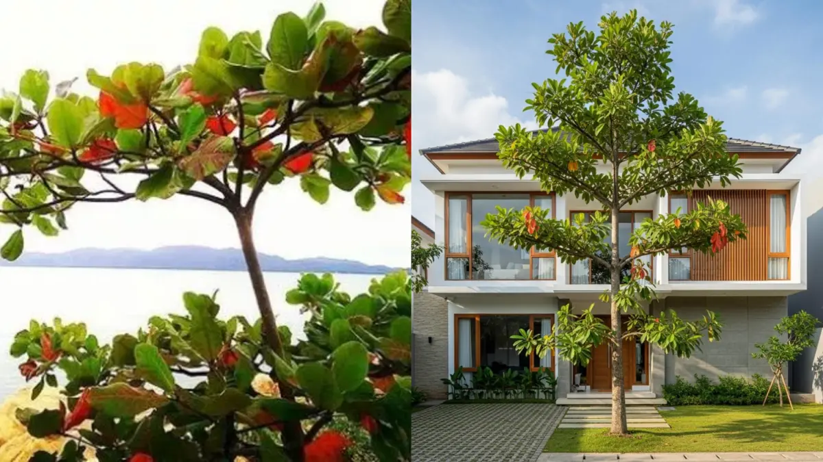 Pohon Ketapang berfungsi menyaring debu secara alami dan dapat menyerap radiasi matahari. Foto : Istimewa