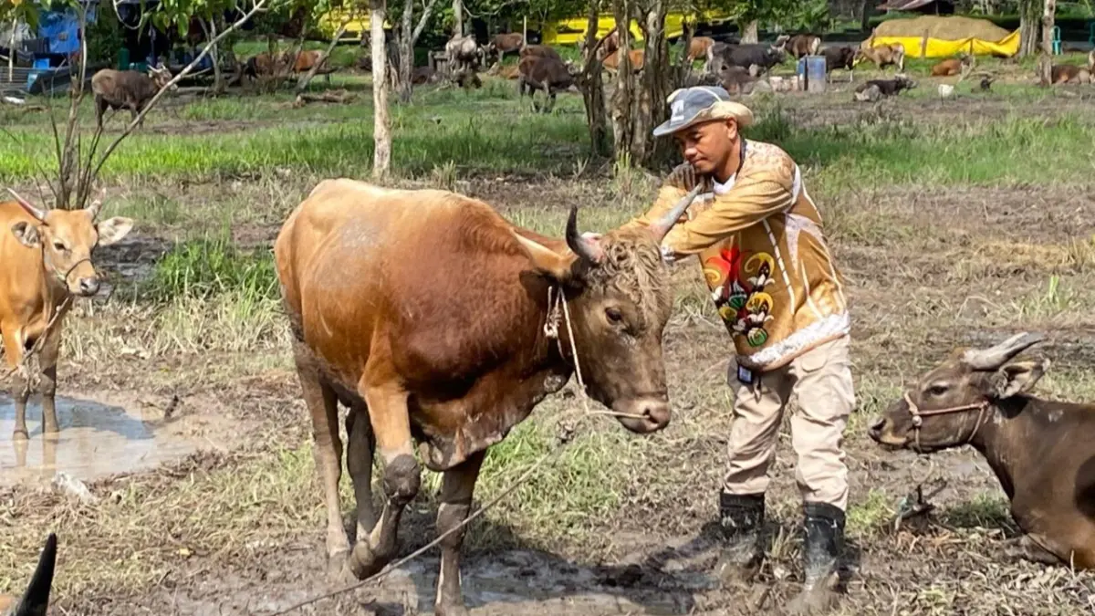 Sapi kurban disiapkan Pemprov Kalteng di momen Iduladha 2026. Miftah/kaltengpos.jawapos.com