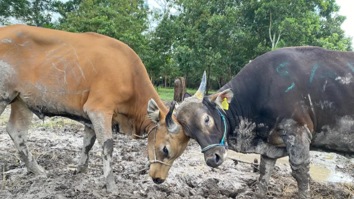 Sapi kurban siap dijual. Miftah/kaltengpos.jawapos.com