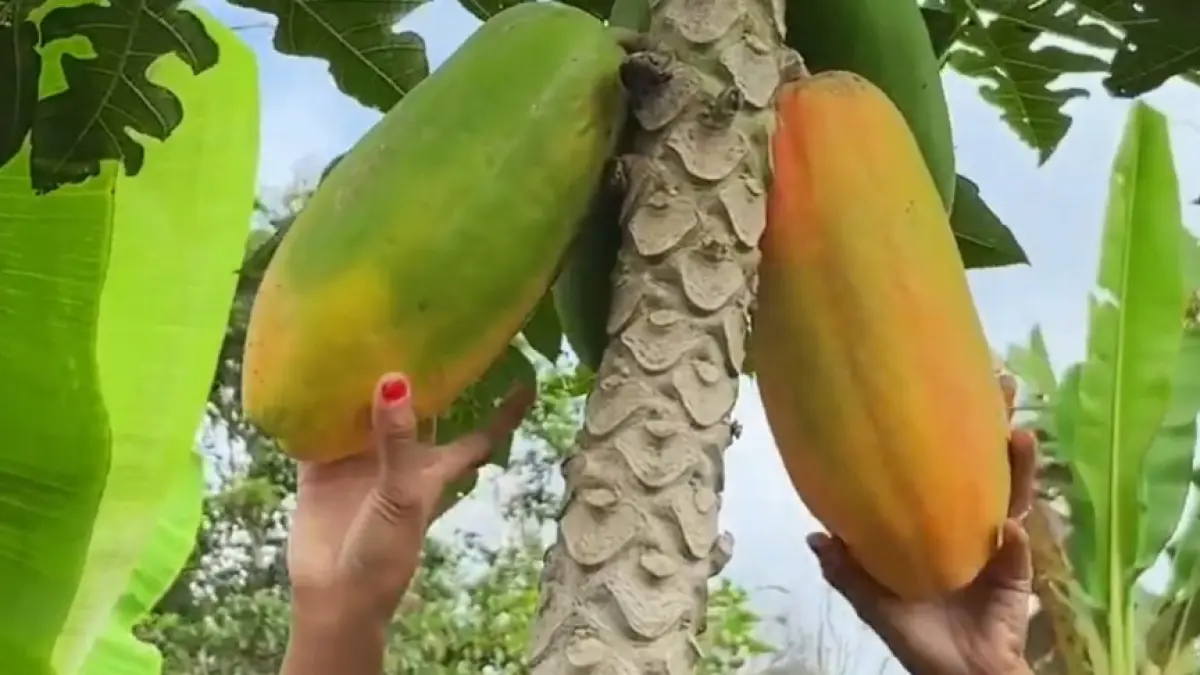 Buah pepaya menyehatkan jantung.YouTube
