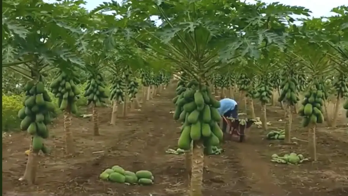 Pepaya kaya manfaat.YouTube