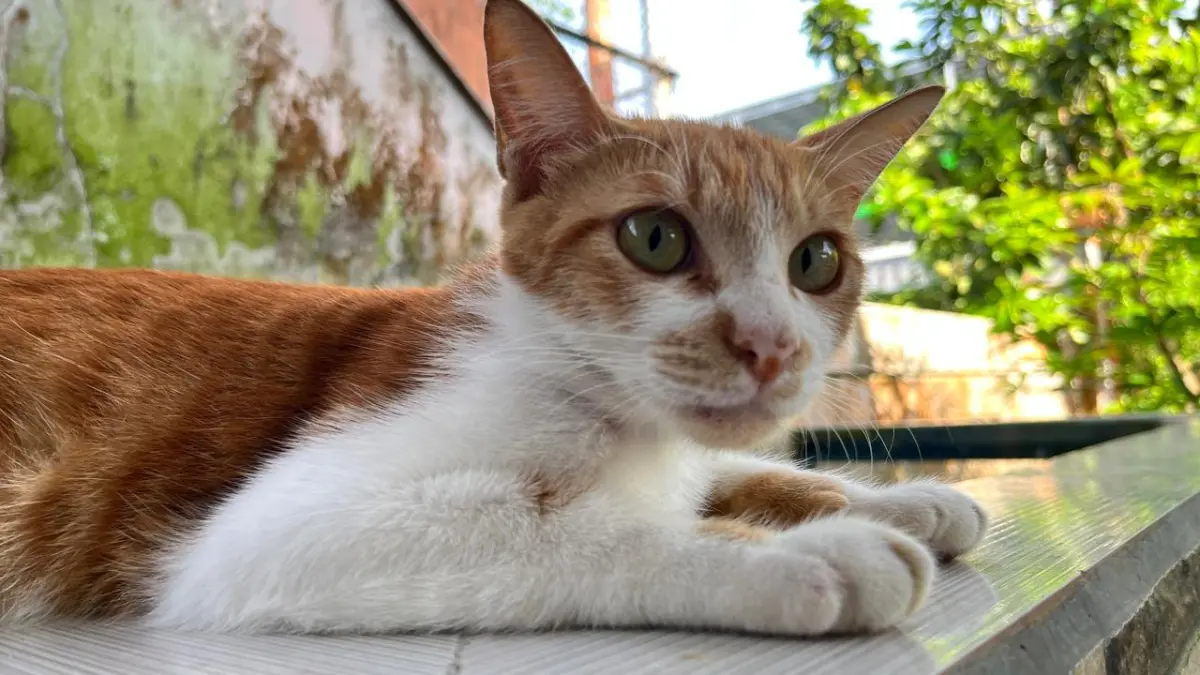 Ilustrasi kucing