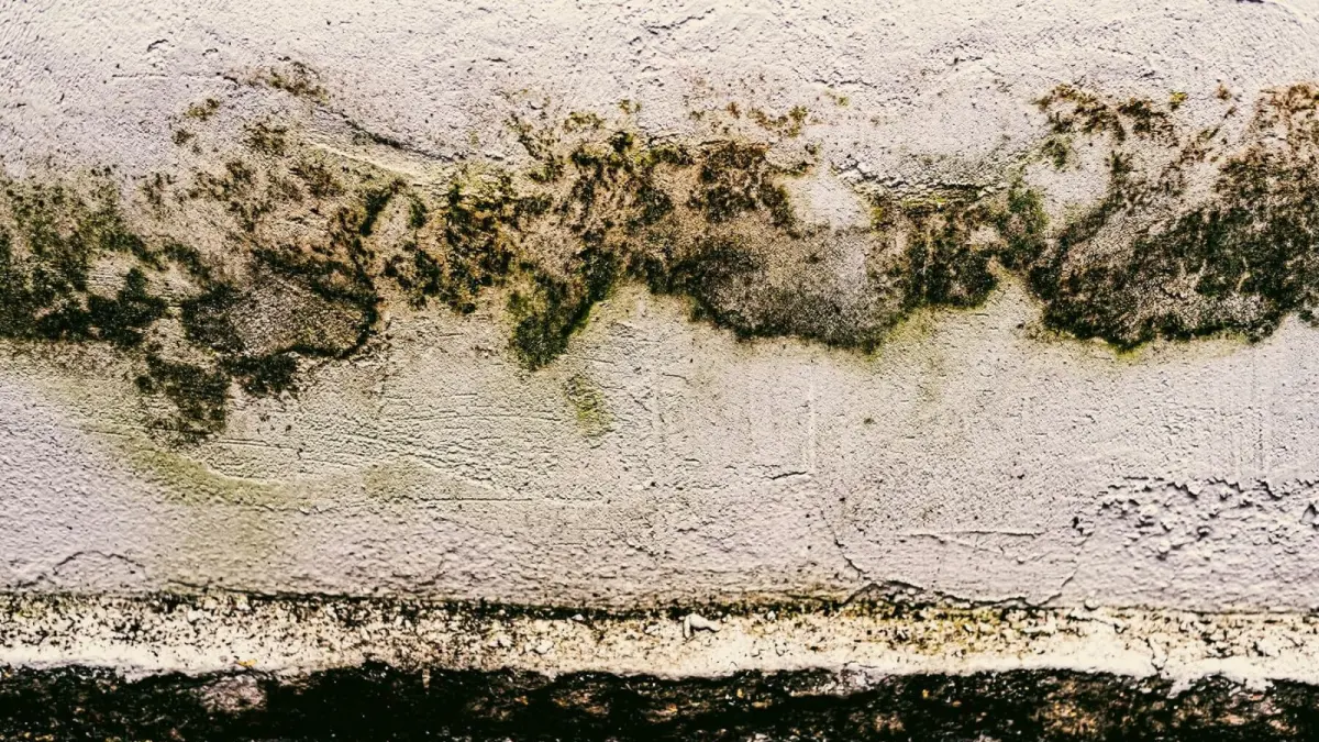 Jamur hitam atau black mold.