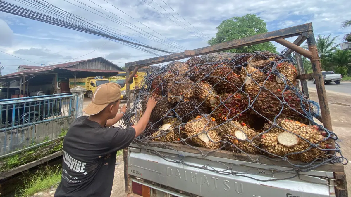 Petani sawit teriak harga sawit turun.Miftah/kaltengpos.jawapos.com