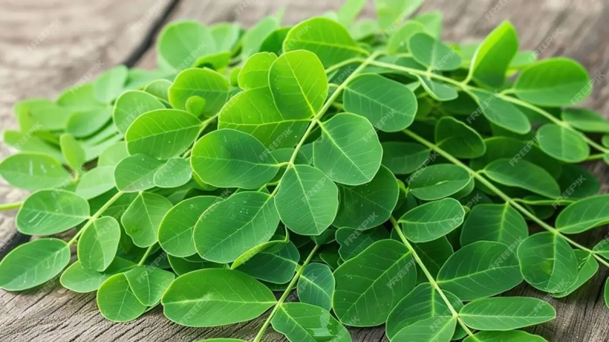 Daun kelor, kaya akan vitamin dan antioksidan.(Freepik)