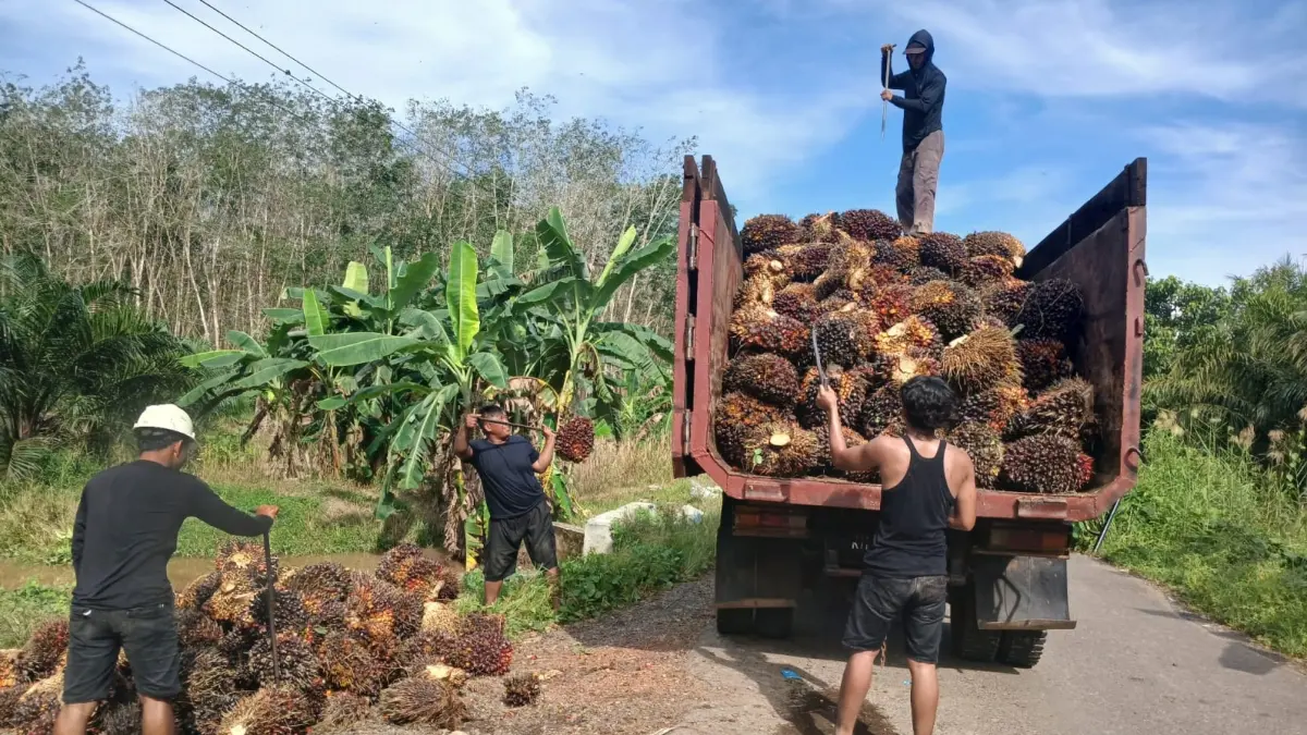 Apkasindo Kalteng soroti harga sawit alami penurunan.(Hartoyo/Kalteng Pos)