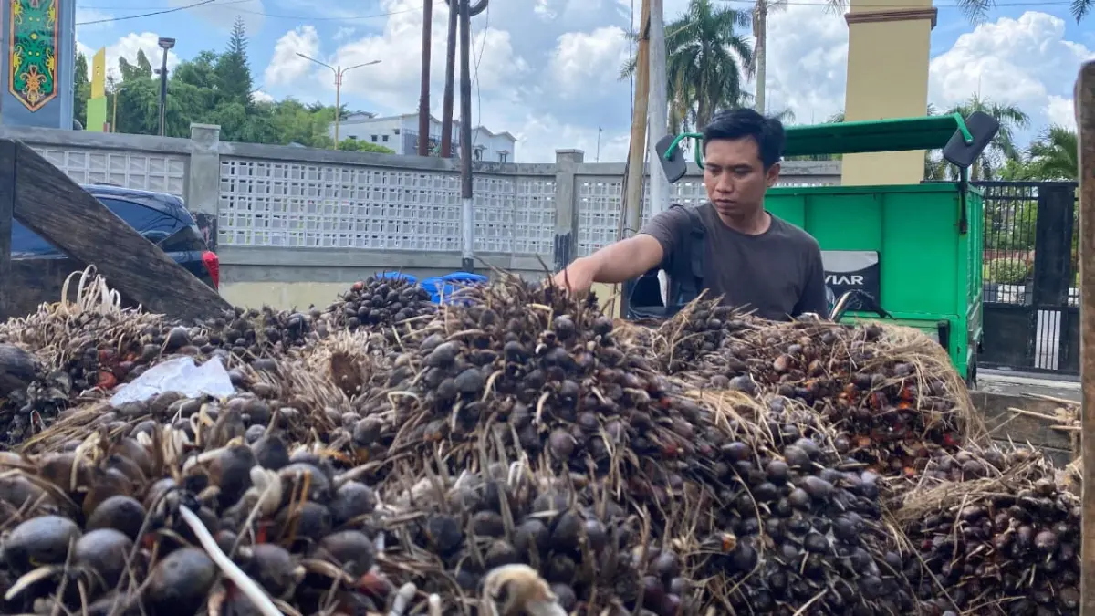 Buah sawit hasil curian. Miftah/kaltengpos.jawapos.com