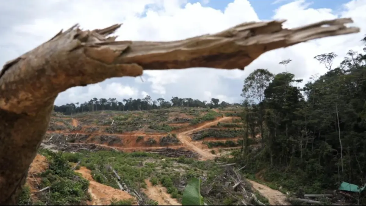 Kondisi lahan yang berubah menjadi sawit.(FacebookSaveourborneo)
