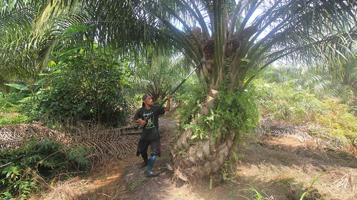 Petani sawit di Kalteng.(Agus Pramono/kaltengpos.jawapos.com)