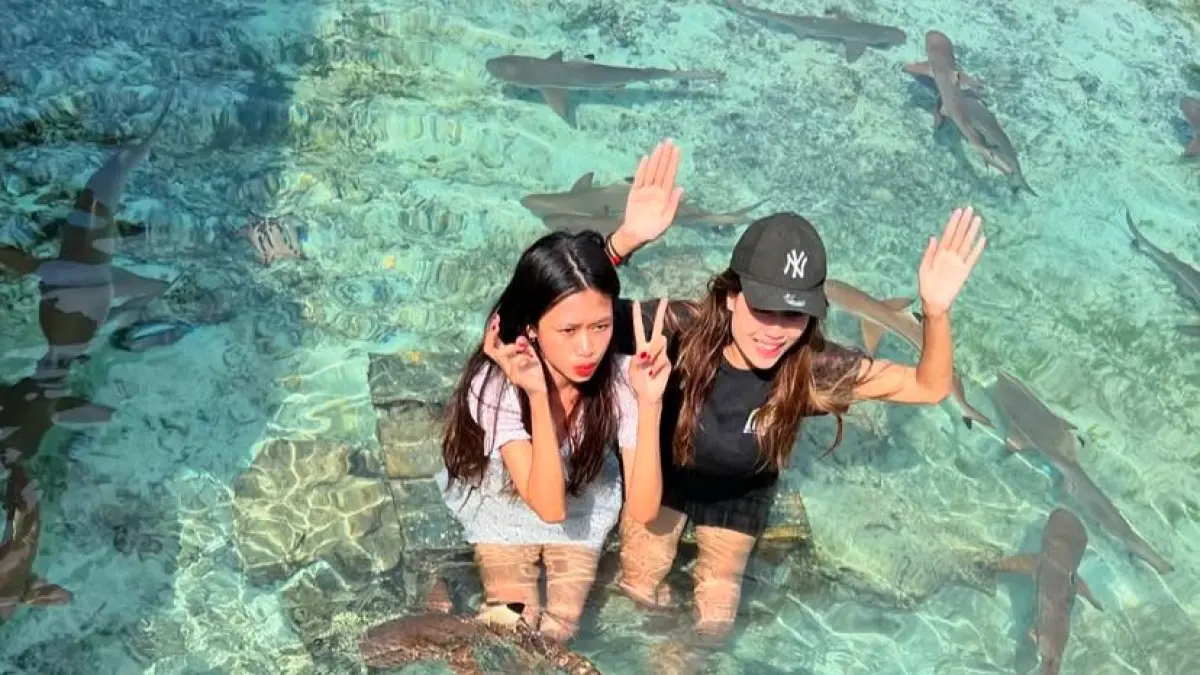 Wisata di Karimunjawa berenang bersama hiu.(Instagram@penangkaranhiukarimunjawa)