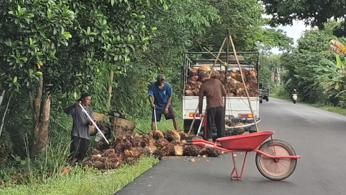 Petani sawit di Kalteng.(Agus Pramono/kaltengpos.jawapos.com)
