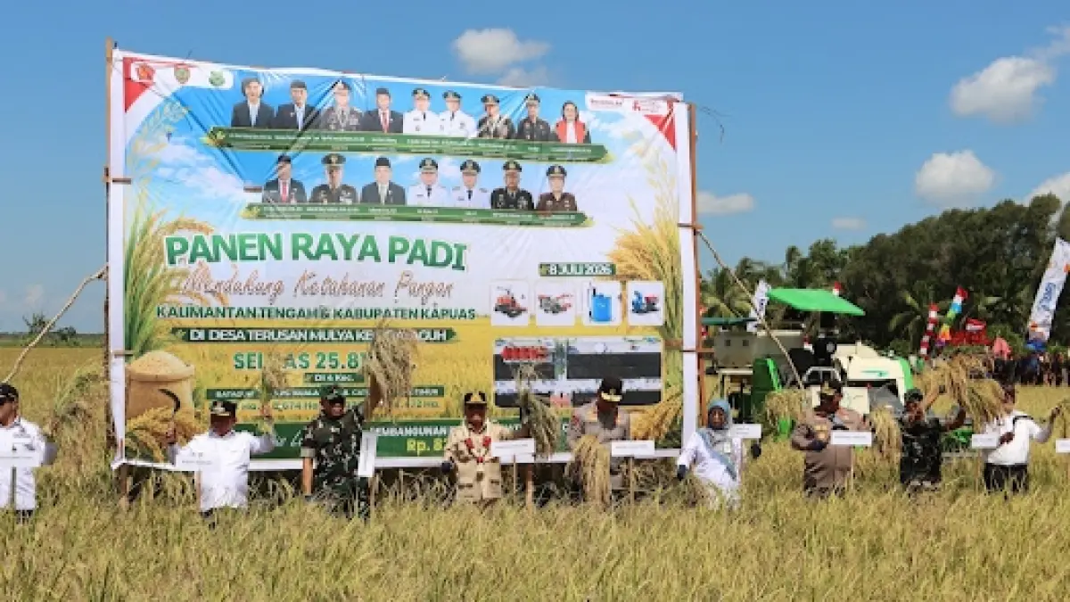 Panen raya di Kapuas.(Humas)