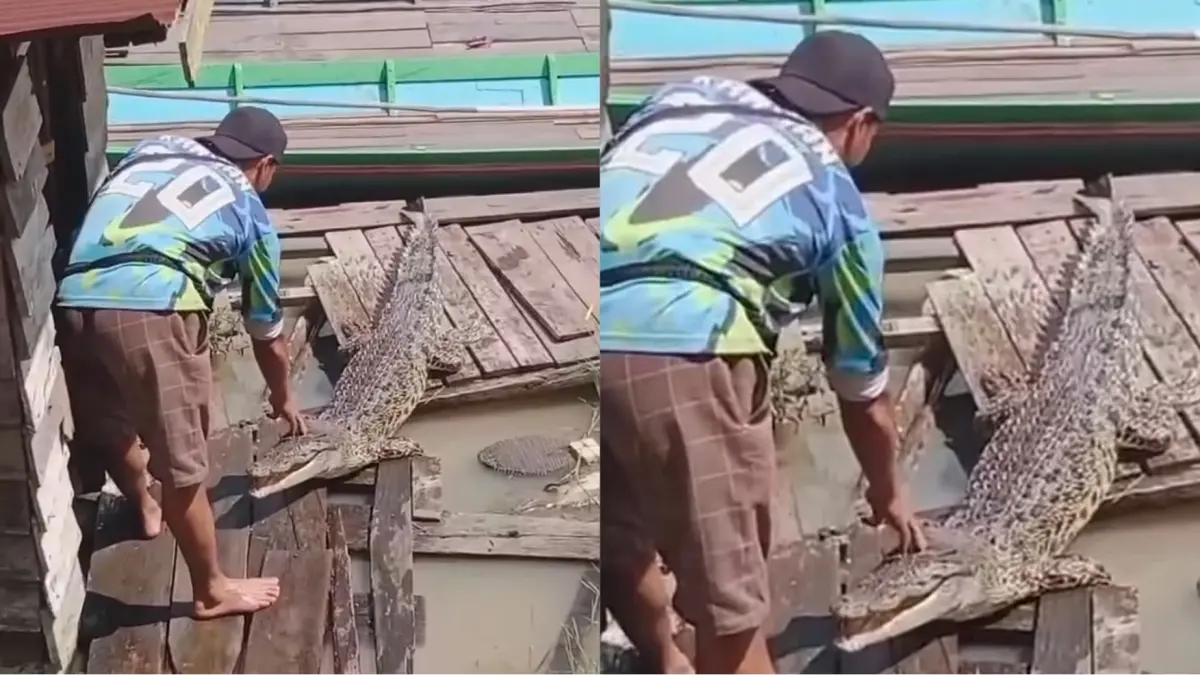 Temuan buaya di Sungai Mentaya.(Facebook)