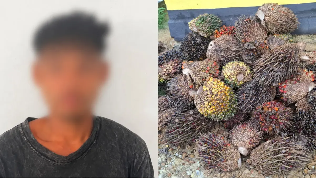 Pelaku dan barang bukti sawit curian
(humas)