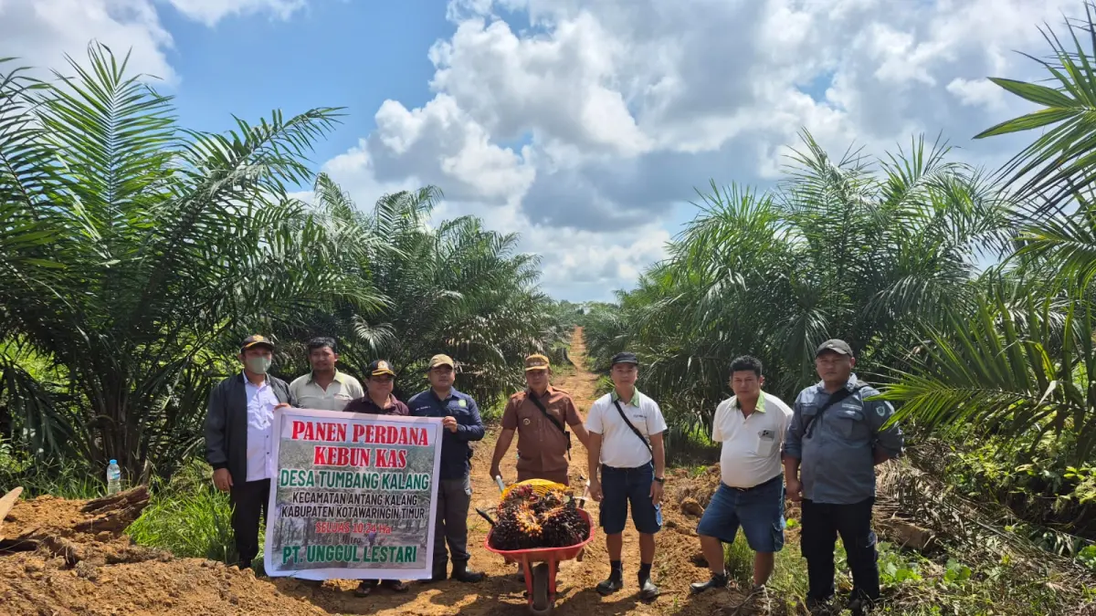 Pihak Manajemen PT Unggul Lestari beserta Kepala Desa Tumbang Kalang, Heryanto, saat panen perdana kebun kas desa.(Humas)