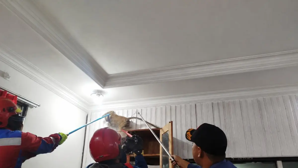 Petugas Disdamkarmat evakuasi monyet ekor panjang.(Damkar)