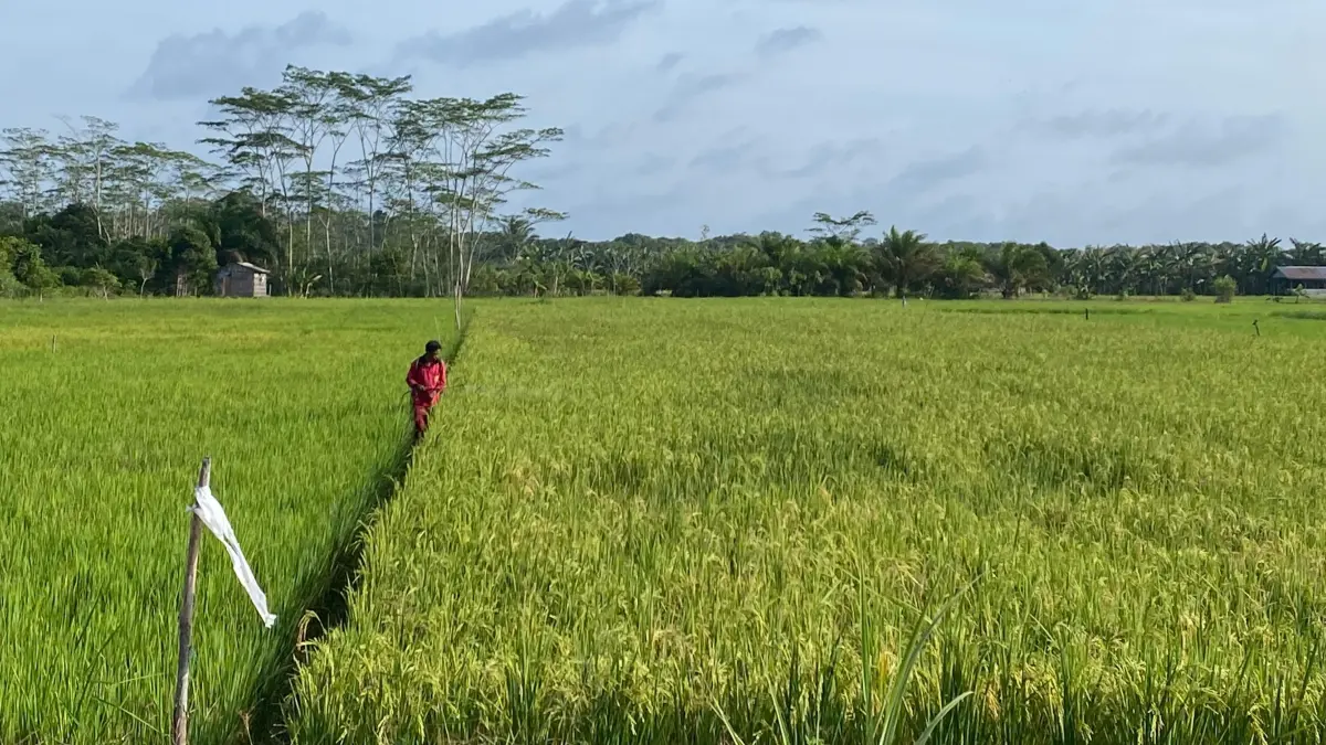 Petani di Kotim menunda jadwal tanam oleh kemarau.(Miftah/kaltengpos.jawapos.com)