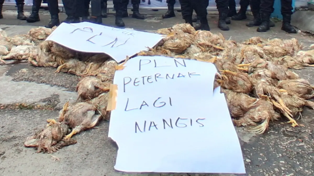Peternak Ayam potong merugikan akibat pemadaman.(Agus Pramono/kaltengpos.jawapos.com)