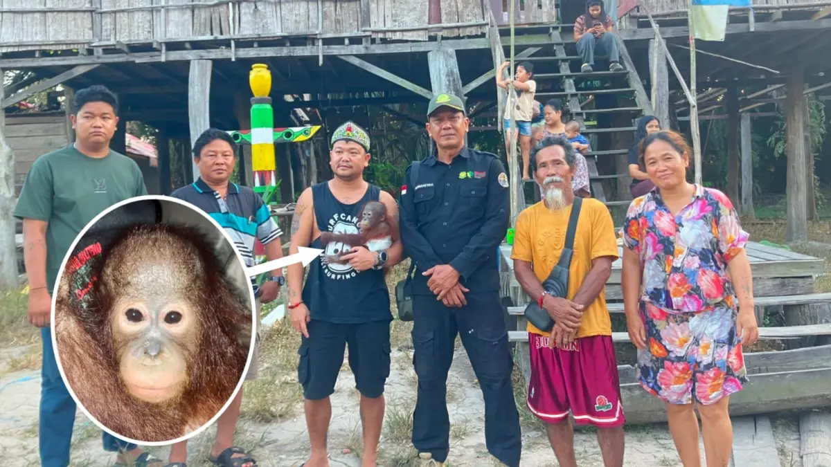 Orangtuanya dievakuasi dari warga.(BKSDA)