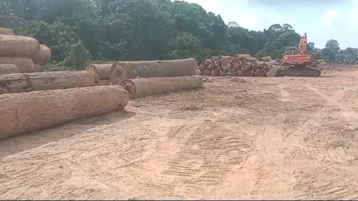 Penampakan kayu gelondongan di Lamandau.(Facebook)