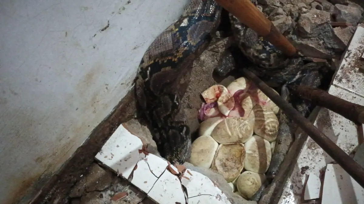 Sepasang ular piton ditemukan di bawah lantai, dan si betina bertelur.(BPK Kamboja)