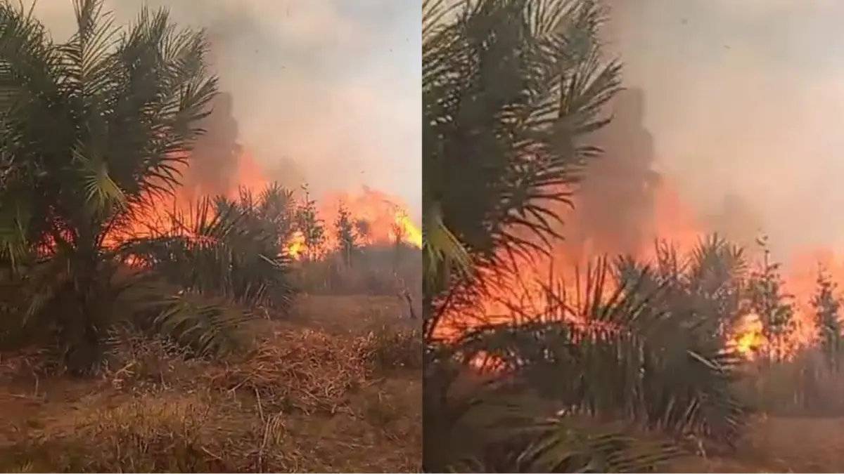 Kebun sawit warga tak luput dari api.(Screenshoot)