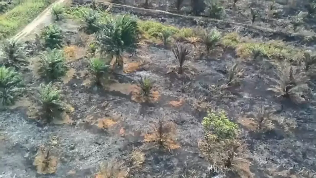 Kebun sawit warga di Kotim terbakar.(BPBD)