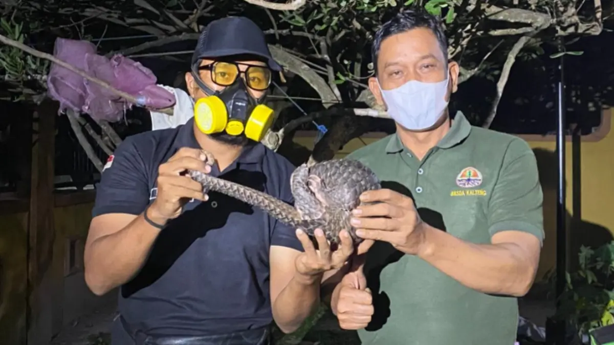 Komunitas Reptil Sampit menyerahkan seekor tenggiling ke BKSDA Sampit.(BKSDA)