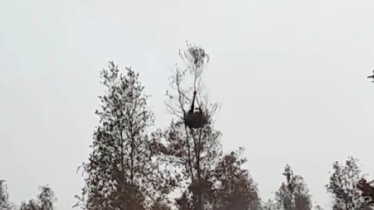 Orangutan terjebak di atas lahan terbakar.(Warga)