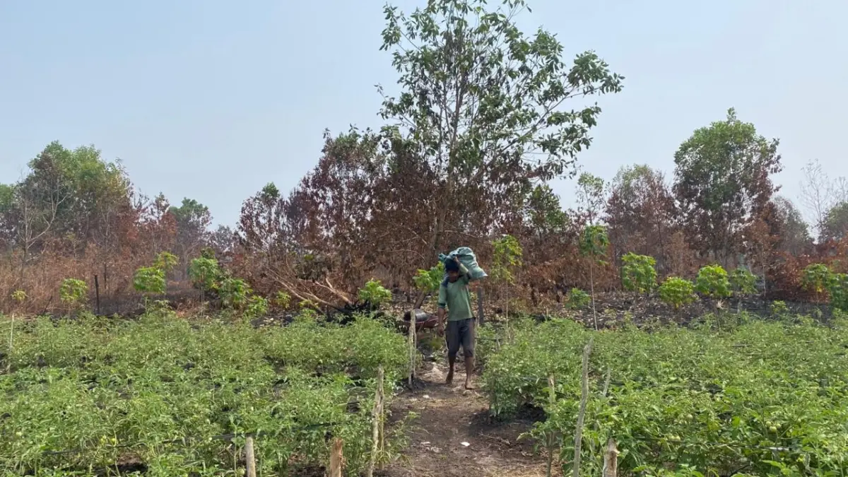 Petani di Sampit merasakan dampak buruk kemarau dan karhutla.(Miftah/kaltengpos.jawapos.cm)