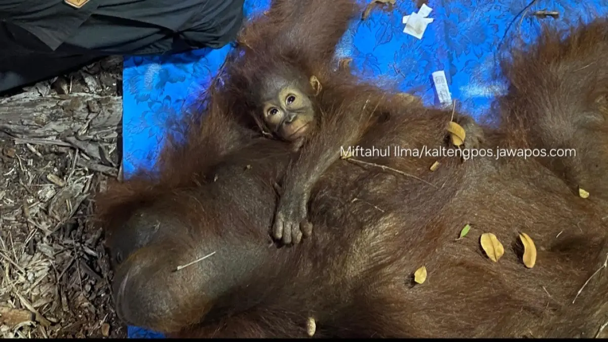 Induk dan anak orangutan Terjebak karhutla diperiksa kondisinya.(Miftahul Ilma/kaltengpos.jawapos.com)