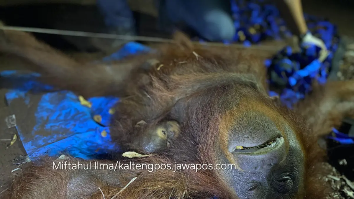 Orangutan induk dan anak dievakuasi usai terjebak.(Miftah/kaltengpos.jawapos.com)