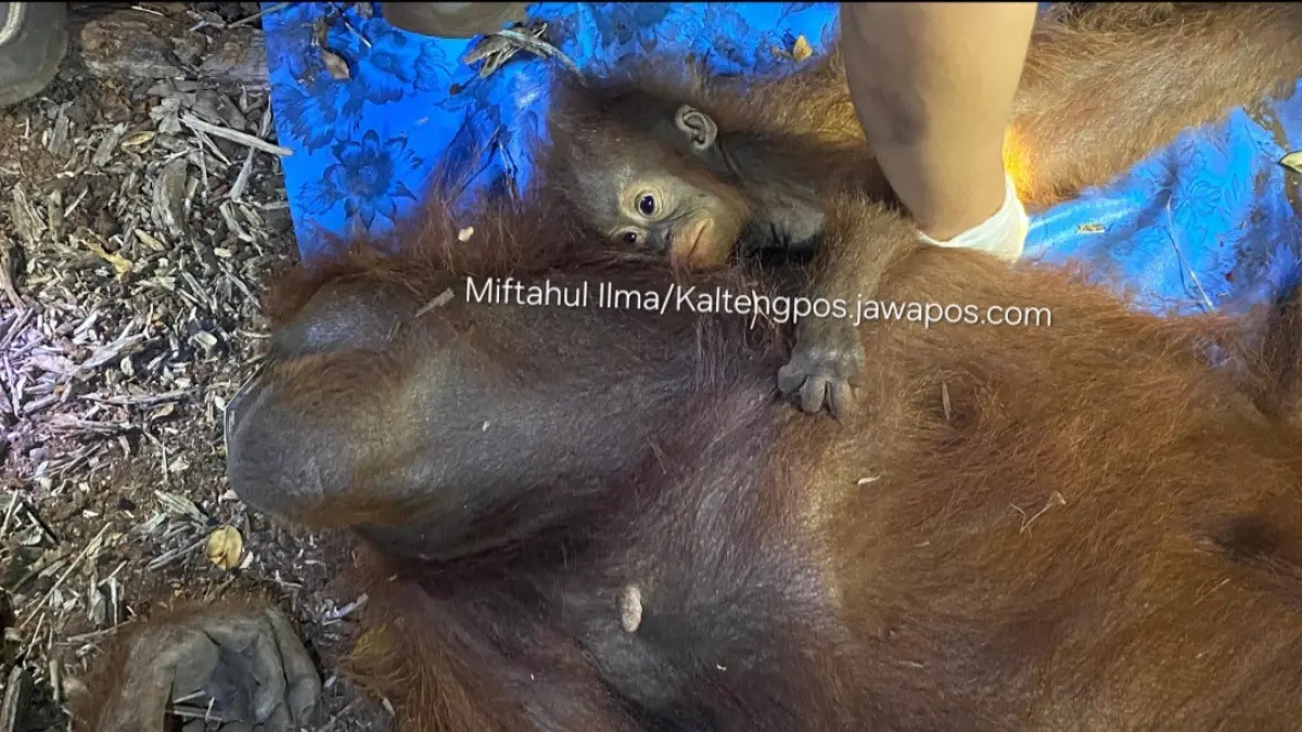 Orangutan induk dan anak dievakuasi usai terjebak.(Miftah/kaltengpos.jawapos.com)